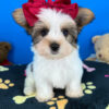 Hotdog the Biewer Terrier