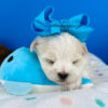 Snowball the Maltese