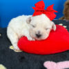 Cupid the Maltipoo