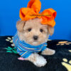 Tigger the Maltipoo