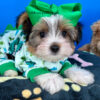 Handsome the Biewer Terrier