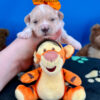 Cheeto the Maltipoo