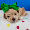 Biscuit the Maltipoo