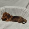 Miniature Dachshund