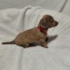 Miniature Dachshund