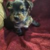 Yorkshire Terrier Puppies