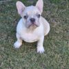 Frenchie looking for a home