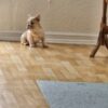Frenchie looking for a home