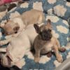 Frenchie looking for a home