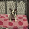 Frenchie looking for a home