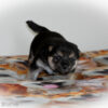Gorgeous BT AKC Registerable Female