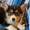 Corgi