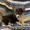 Corgi