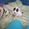 American Standard Bully Puppy