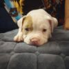 American Standard Bully Puppy