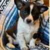 Cowboy Corgi