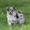 Super Handsome Blue Merle Pomsky Pup!
