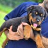Bear the Rottweiler Puppy looking for great home