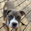 Boss the Bully