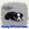 Cattleya ~ Toy Black Tri Aussie Female