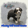 Cattleya ~ Toy Black Tri Aussie Female