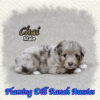 Chai ~ Toy Red Merle Aussie Male