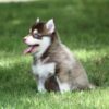 Stunning Chocolate & White Pomsky Pup w/ Blue Eyes!