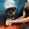 Large Old Fashioned Straight Back German Shepherds