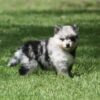 Stunning, Rare, Slate Merle Pomsky Pup w/ Blue Eyes!