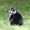 Super Cute Black & Tan Pomsky Pup!