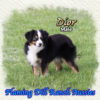 Dior ~ Champion Toy Blue Eyed Black Tri Aussie Male