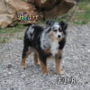 Heart ~ Gorgeous Toy Blue Merle Aussie Female
