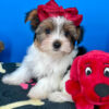 Handsome the Yorkshire Terrier