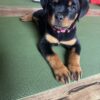 AKC Rottweiler Puppy – Flash Mother’s Day Sale
