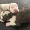 Great Dane male and female pups