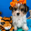 Rocky the Yorkshire Terrier