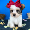 Hotdog the Yorkshire Terrier