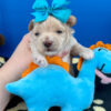 Biscuit the Maltipoo