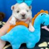 Snowball the Maltese