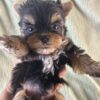 Adorable tiny