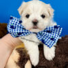 Snowball the Maltese