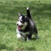 Gorgeous Black & White Pomsky Pup w/ Blue Eyes!
