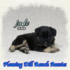 Jude ~ Mini Black Tri Aussie Male