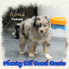 Kona ~ Toy Blue Merle Aussie Female