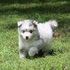 Gorgeous, Rare, Slate Merle Pomsky Pup w/ Blue Eyes!