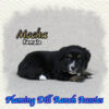 Mocha ~ Toy Black Tri Aussie Female
