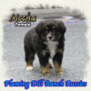 Mocha ~ Toy Black Tri Aussie Female