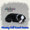 Mokara ~ Toy Black Tri Aussie Female