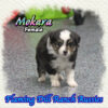 Mokara ~ Tiny Toy Black Tri Aussie Female