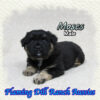 Moses ~ Mini Black Tri Aussie Male